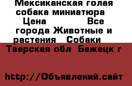 Мексиканская голая собака миниатюра › Цена ­ 53 000 - Все города Животные и растения » Собаки   . Тверская обл.,Бежецк г.